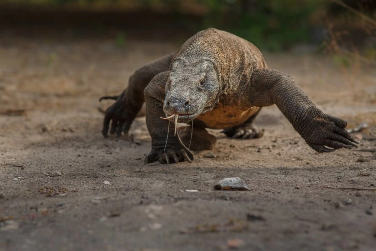 Komodo dragon facts: 10 fascinating things you didn’t know!