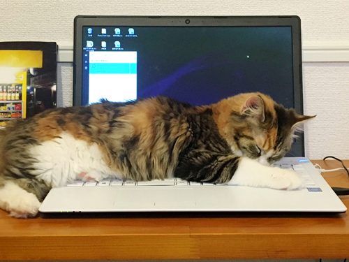 猫にパソコンを邪魔させない対策①、② | コノママ2019