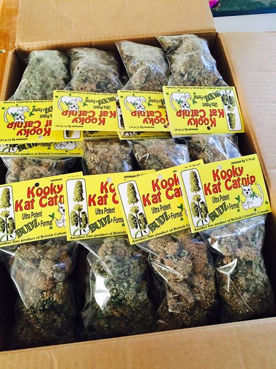 Kooky Kat catnip buds,.. exceptional quality 