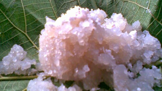 · kasih pewarna, aduk ratakan. Kuliner Dengan Nama Unik Dari Jepara Kooliner