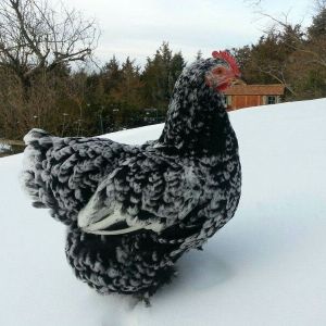 Mottled Java Hens