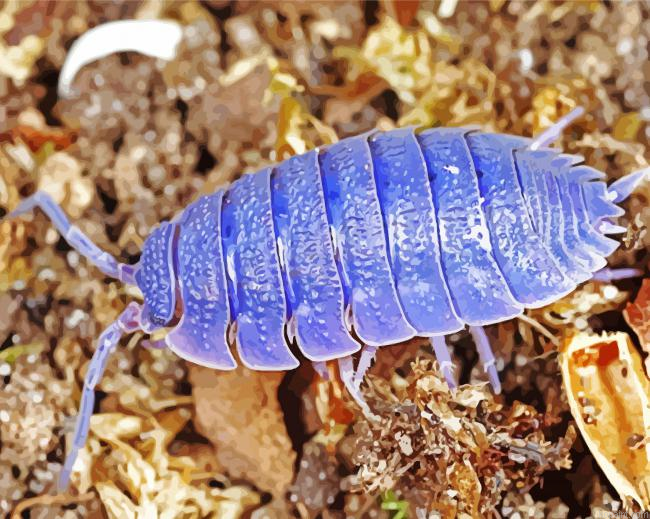 Blue Roly Poly Painting By Numberss.png