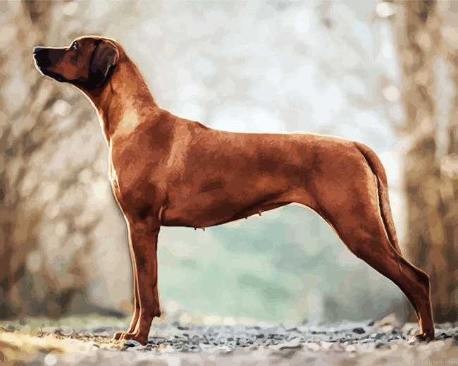 Rhodesian Ridgeback Paint By Numbers.png