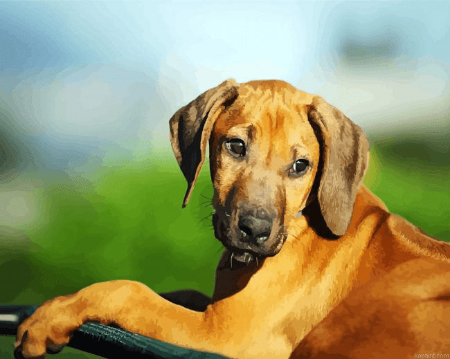 Rhodesian Ridgeback Puppy Animal Paint By Numbers.png