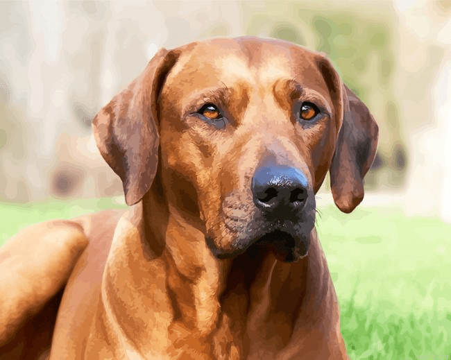Rhodesian Ridgeback Sitting Paint By Numbers.png