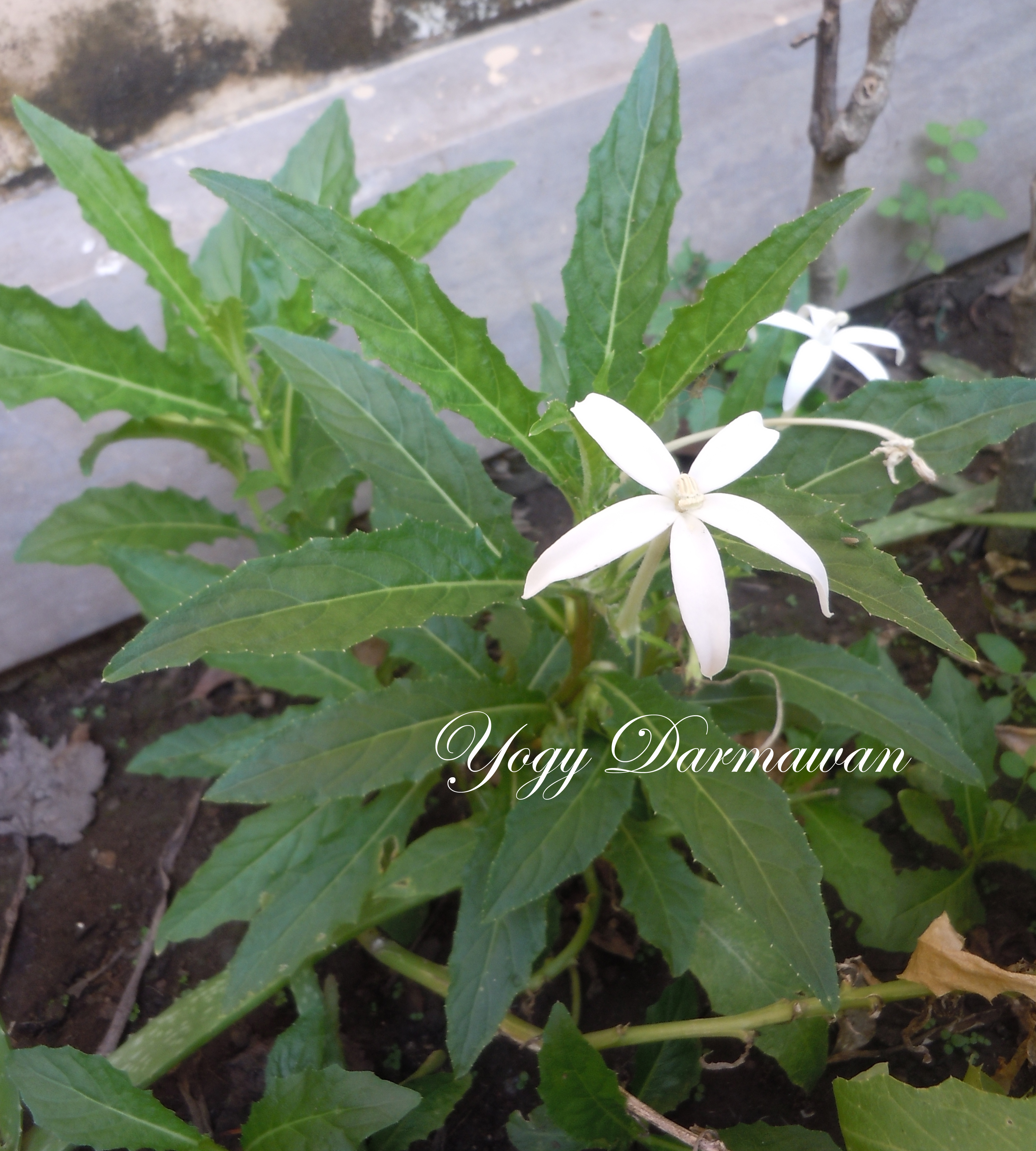 Unduh Gratis Gambar Diskon Tanaman Herbal Bunga Kitolod Obat Mata Rabun Silinder Terbaru by Lampung Hits