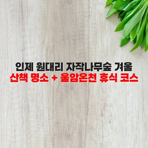 인제 원대리 자작나무숲 겨울 산책 명소 + 울암온천 휴식 코스