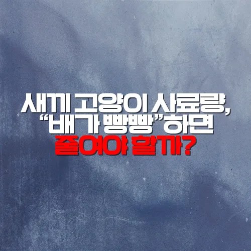 새끼 고양이 사료량, “배가 빵빵”하면 줄여야 할까?