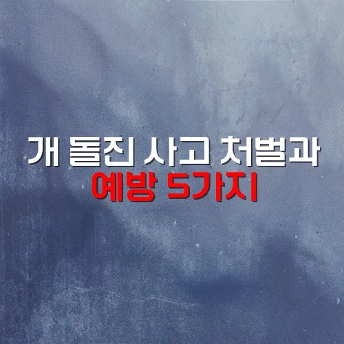 개 돌진 사고 처벌과 예방 5가지