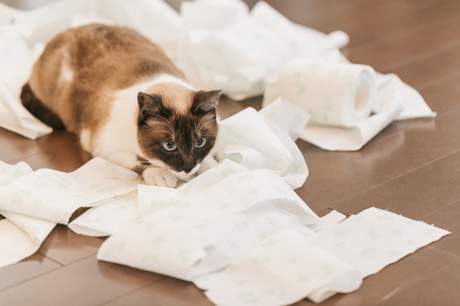 猫の嫌いな匂いを使ってしつけをしたい それって本当に安全 これちょっと気になる
