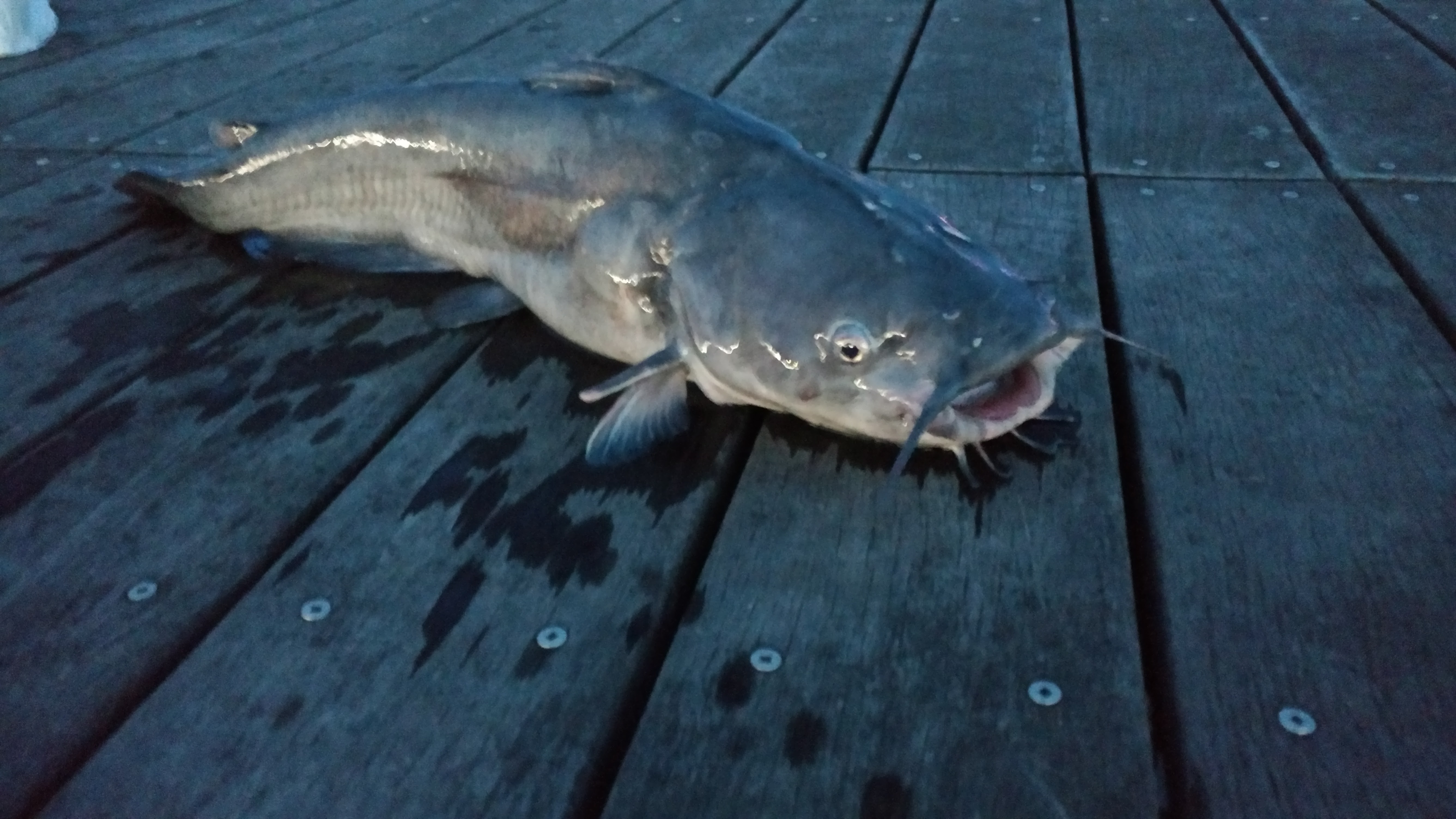 images Do Catfish Like Garlic Salt kosar s fishing notes wordpress com