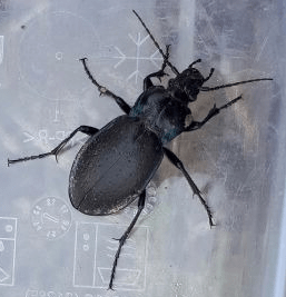 А за той стеной стоит апрель…