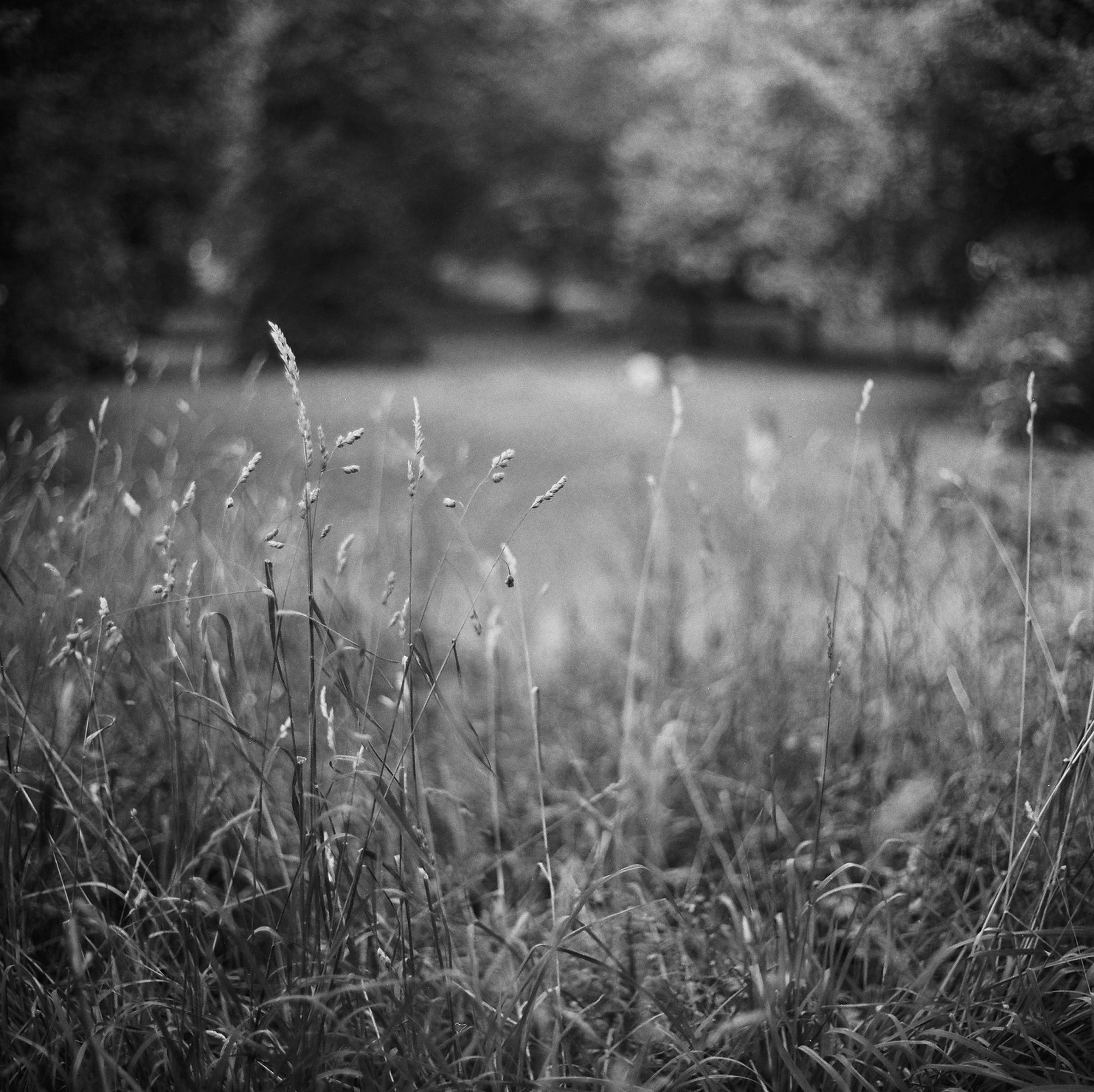 greenwich-grass_web.jpg?fit=
