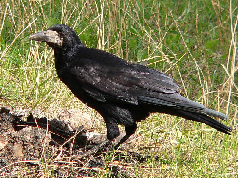 Птица грач: что мы знаем об этом вестнике весны? Грач (corvus frugilegus) Что за птица грач