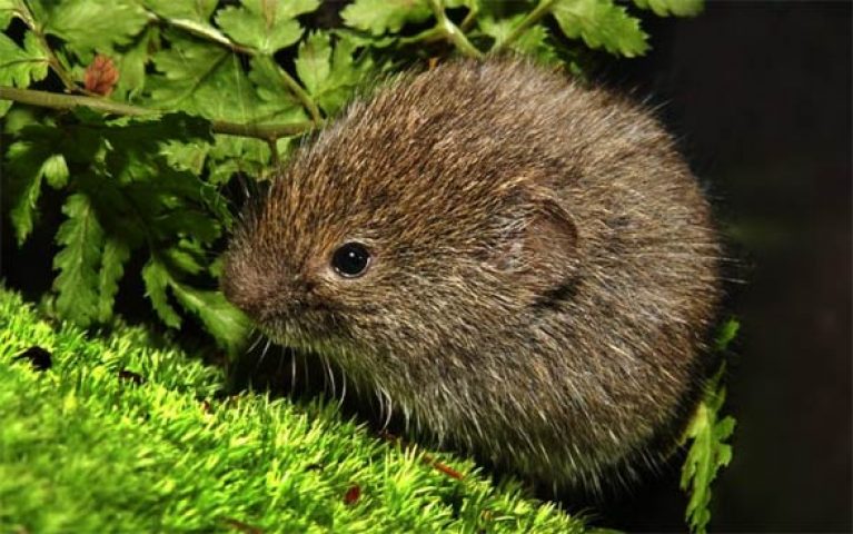 Los Lemmings Son Animales Polares Que Son Los Animales Mudados