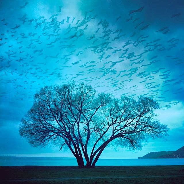 I Thought This Tree Looked Like A Giant Piece Of Broccoli Mildlyinteresting