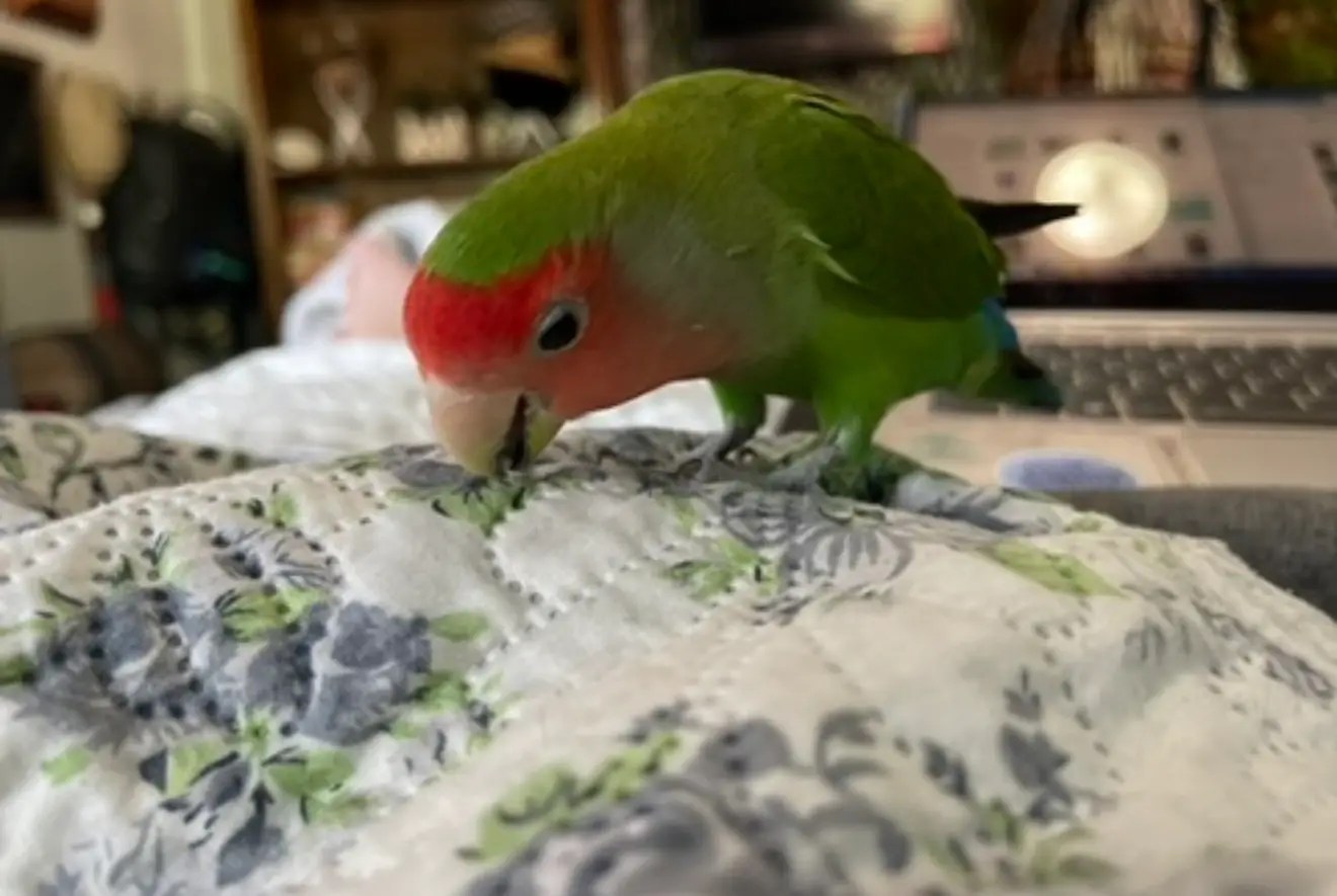 Vicious Memorial - Chewing Things