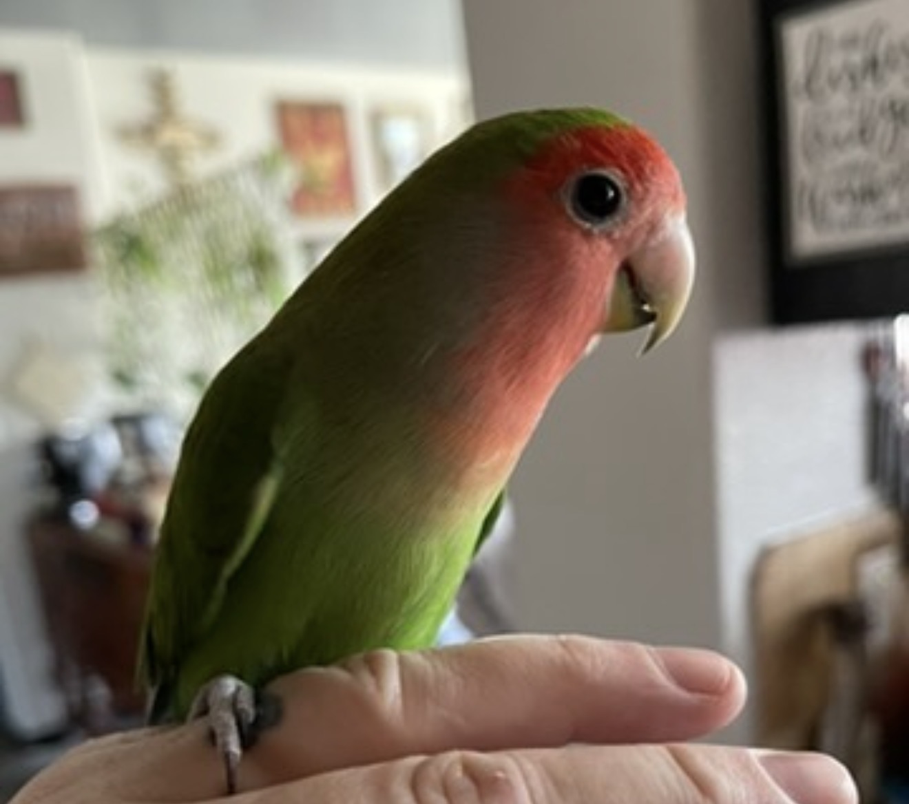 Vicious Memorial - Beautiful Boy