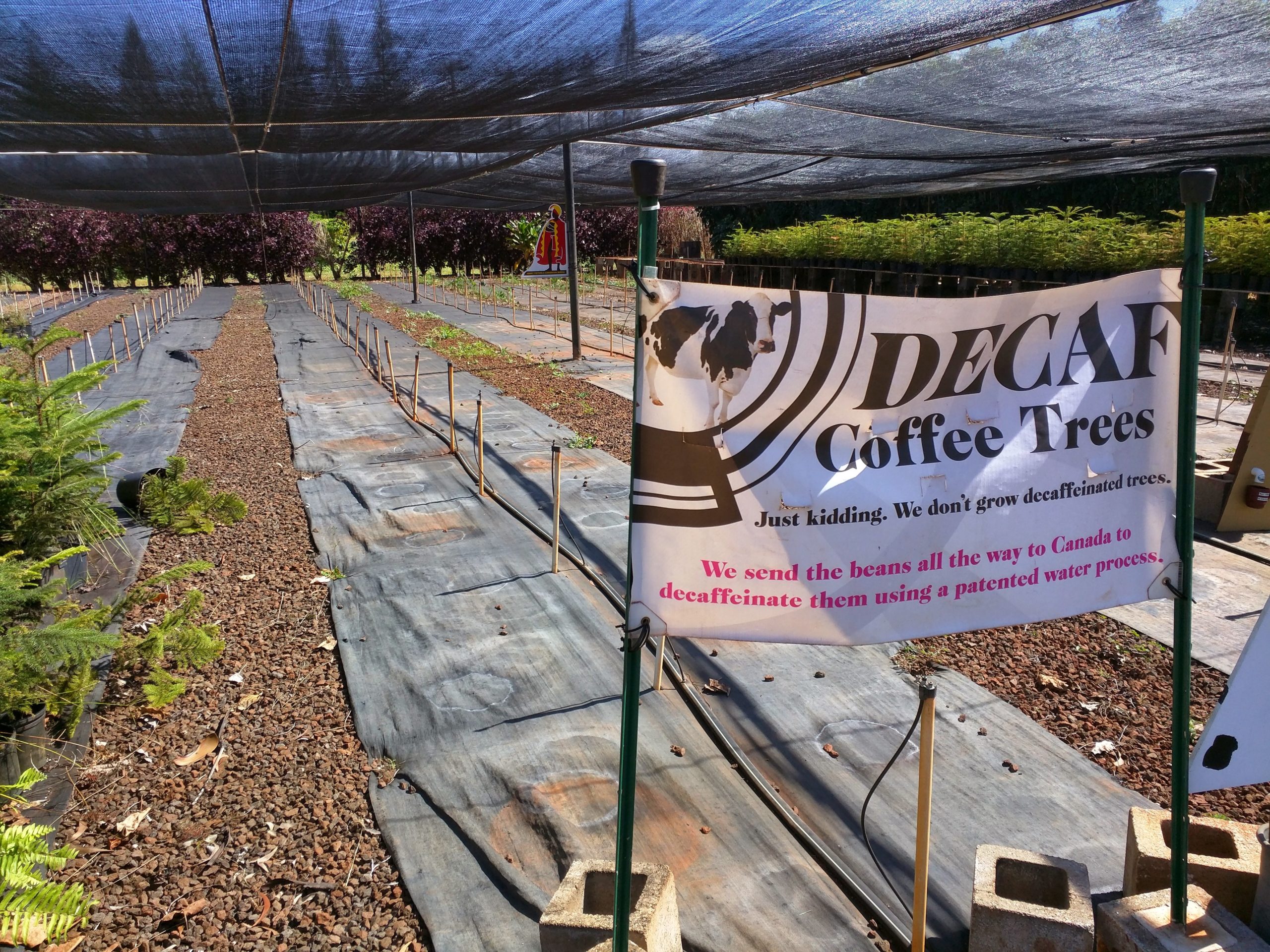 Kauai Coffee has decaf coffee trees!