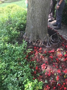 Macro Trunk Injection DED - Plant Health Care Treatments