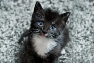 Was sehen ungeborene babys im bauch der mutter? Katzenbabys im Anmarsch - Alles was du wissen musst