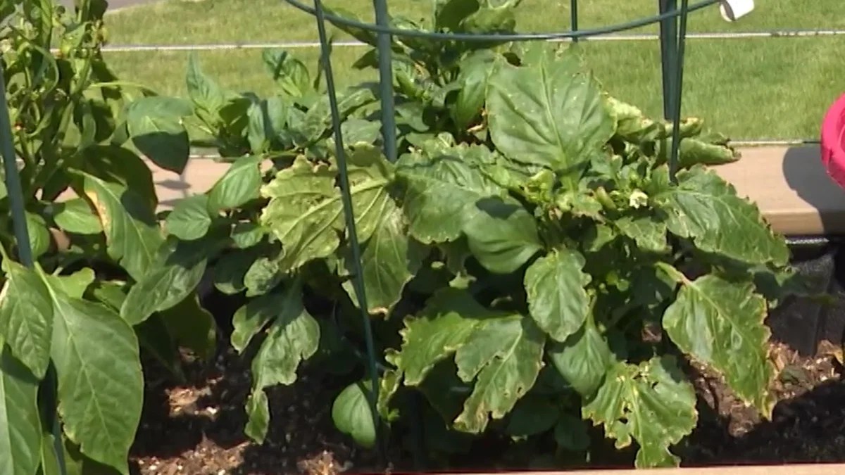 Southern Colorado Garden Update: Rain's Impact on Summer Harvest (2026)