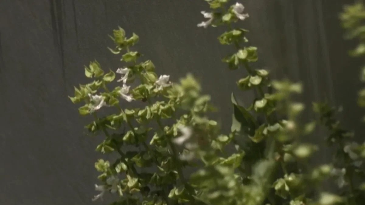 Basil: The Natural Pest Repellent for Your Garden! 🌿 (2026)