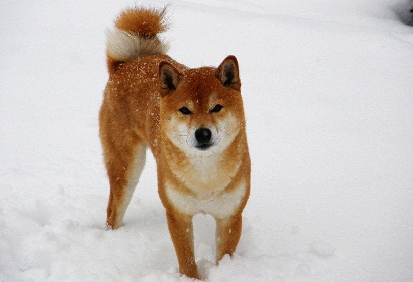 Shiba-Inu.jpg