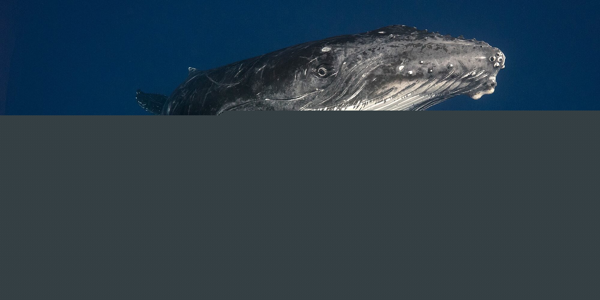 image-1.jpg