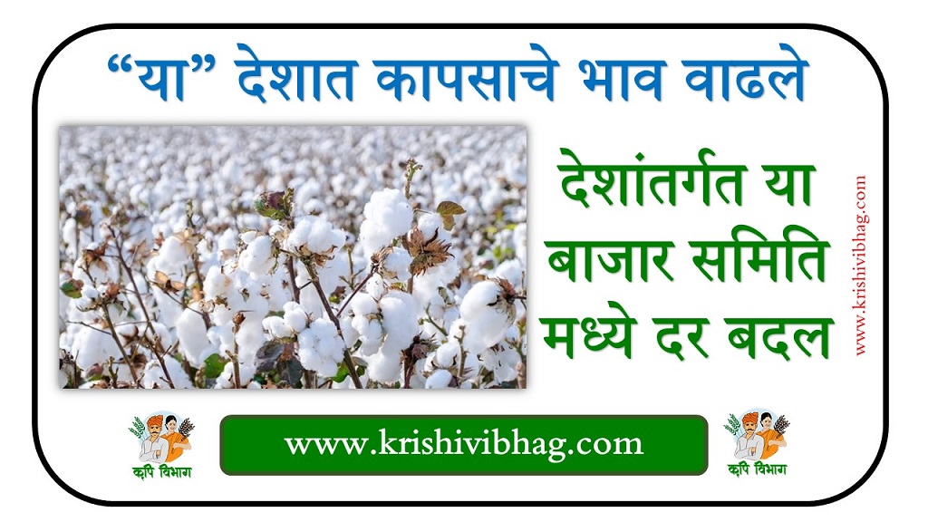 Cotton market today