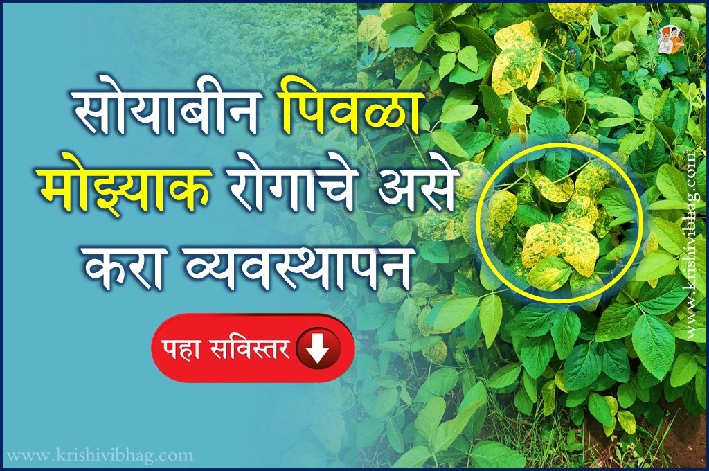Soybean yellow mosaic