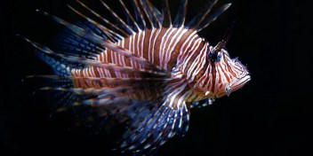 Natural Lionfish