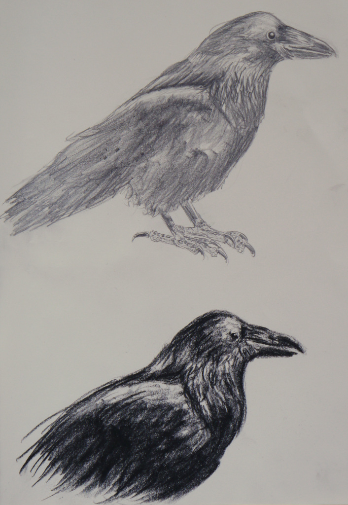 Wie Zeichnet Man Eine Seemowe Zeichnen Lernen Schritt Fur Schritt Fur Kinder