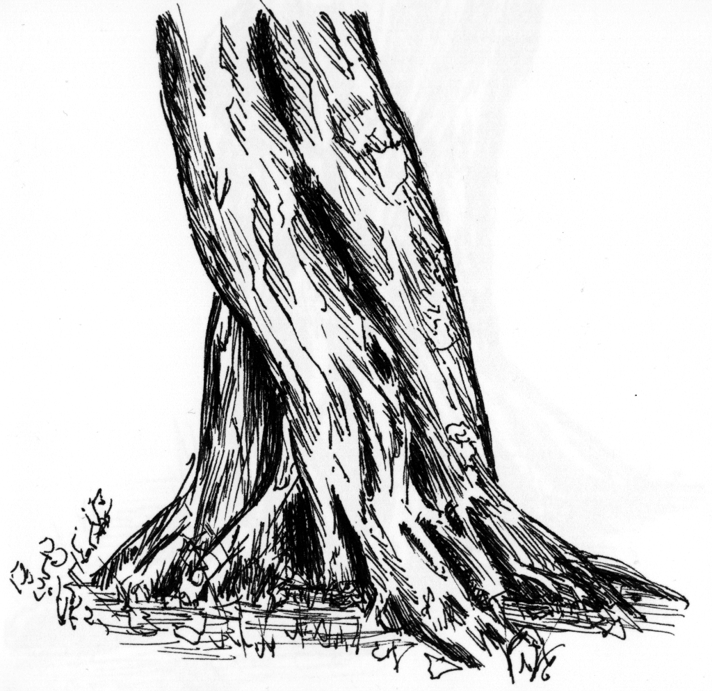 Laub Baum Zeichnen Lernen Zeichenkurs