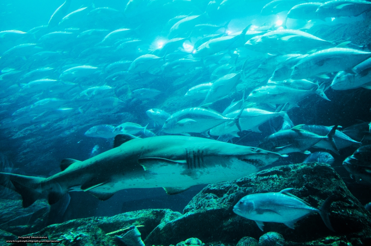 Takie tam małe, ładne rybki w Akwarium w Dubaju... o Rekin.