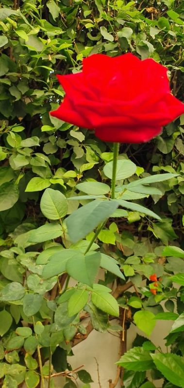 إشراقة… الاختيار الأنجع.