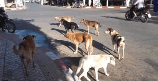 إقليم العرائش خارج مخطط وزارة الداخلية لمعالجة ملف الكلاب الضالة.