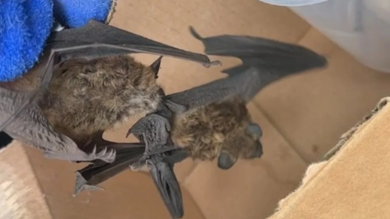 Rabid Bat Attack in Golden Valley Home: 7 Removed After Aggressive Encounter (2026)