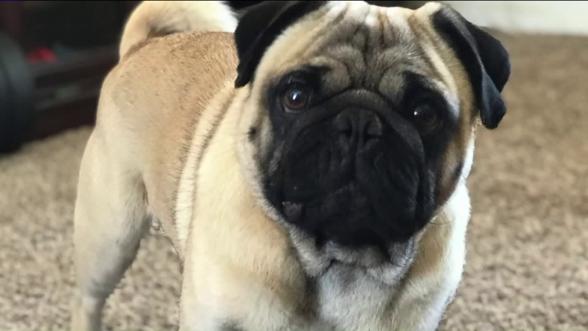 pics Craigslist Los Angeles Pets lake los angeles family s missing dog listed for sale on craigslist ktla