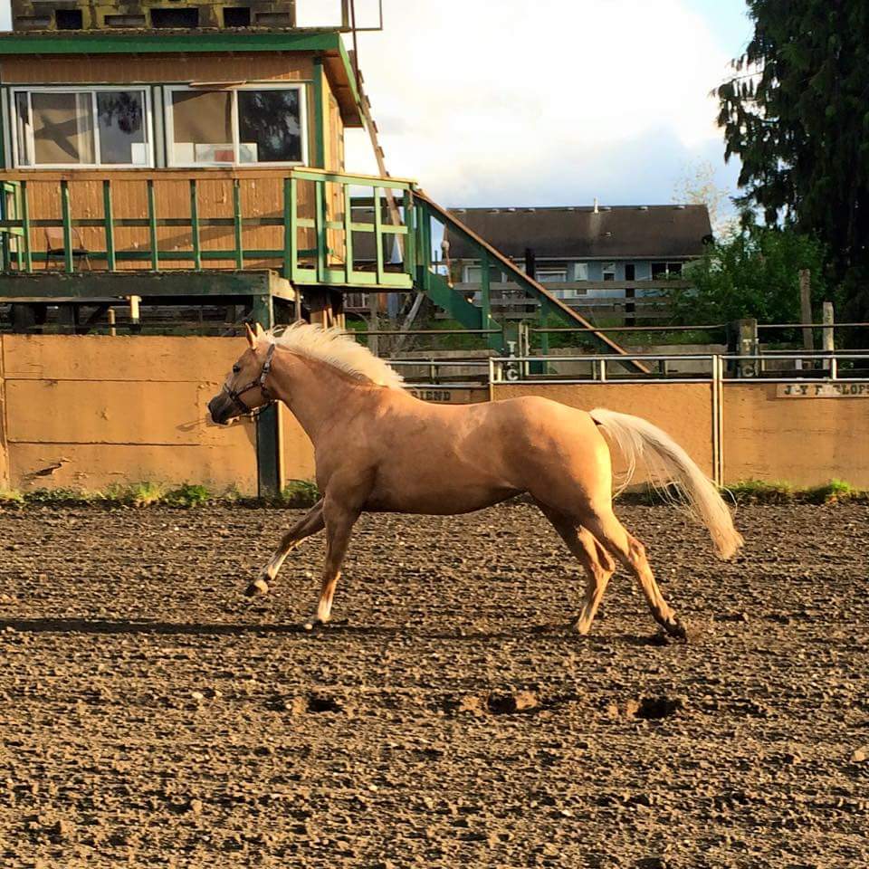Butterscotch