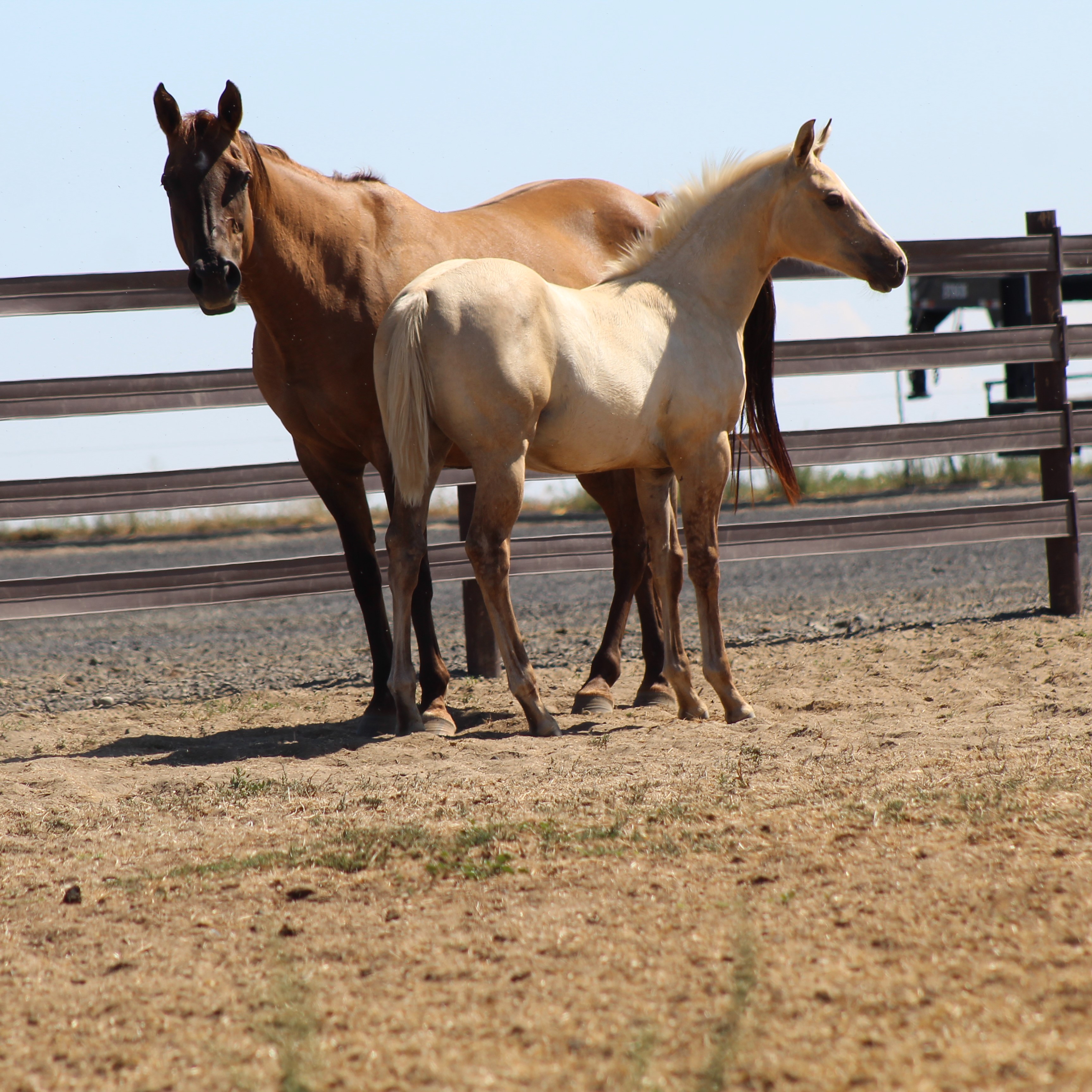 Peanut Sept 2019