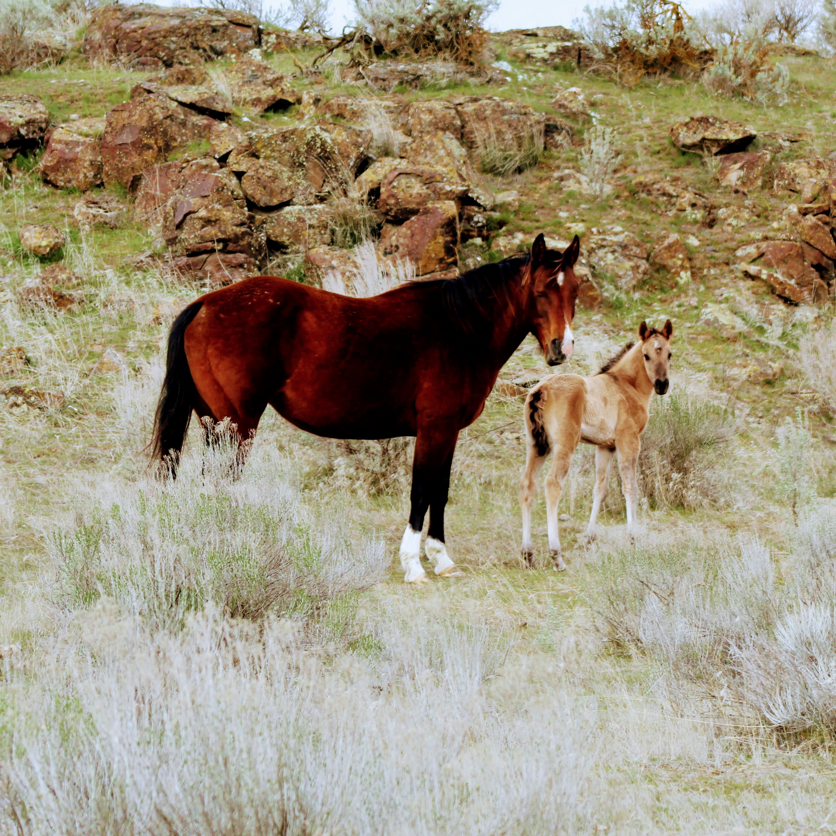 Java and Mocha March 2020