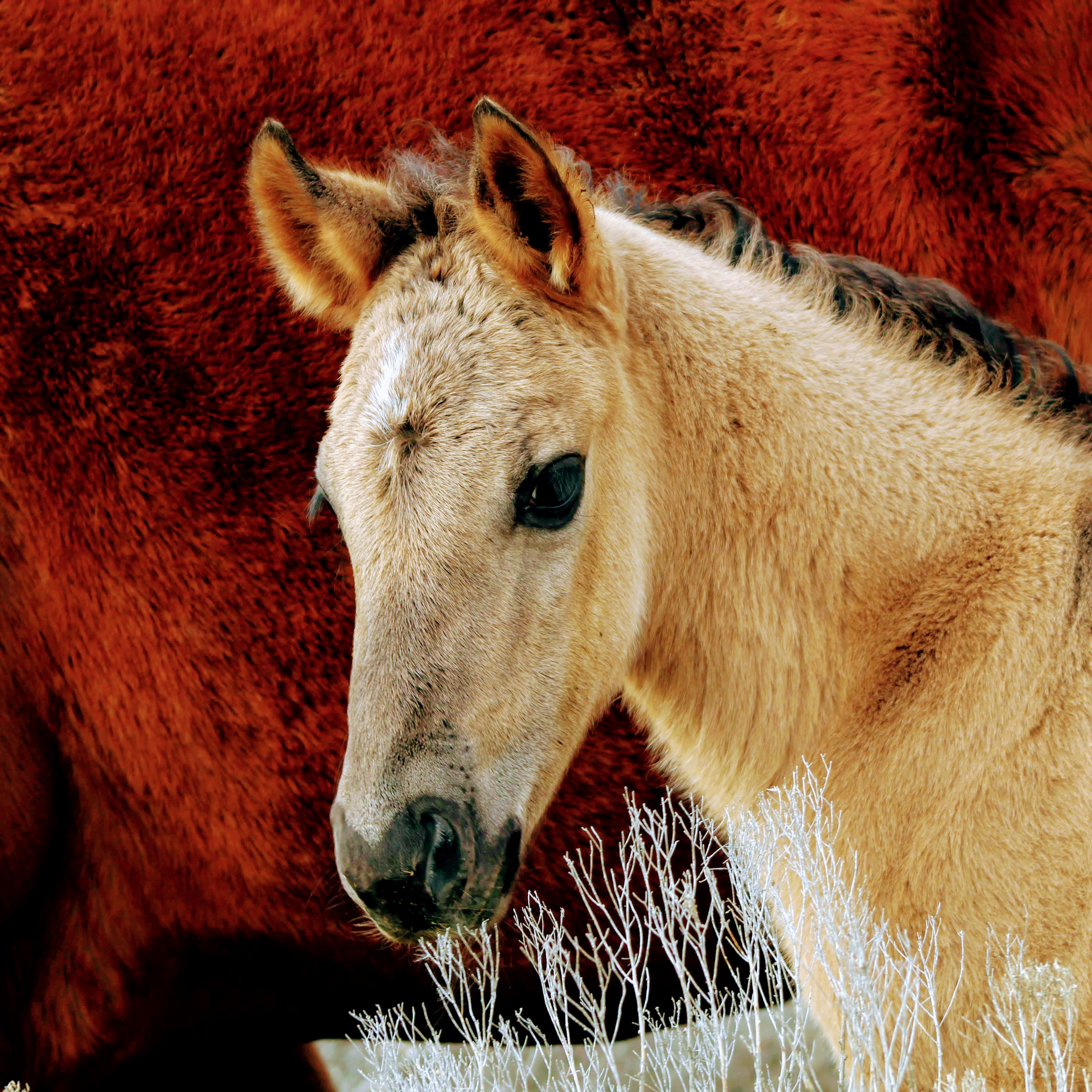 Java with Sagebrush March 2020