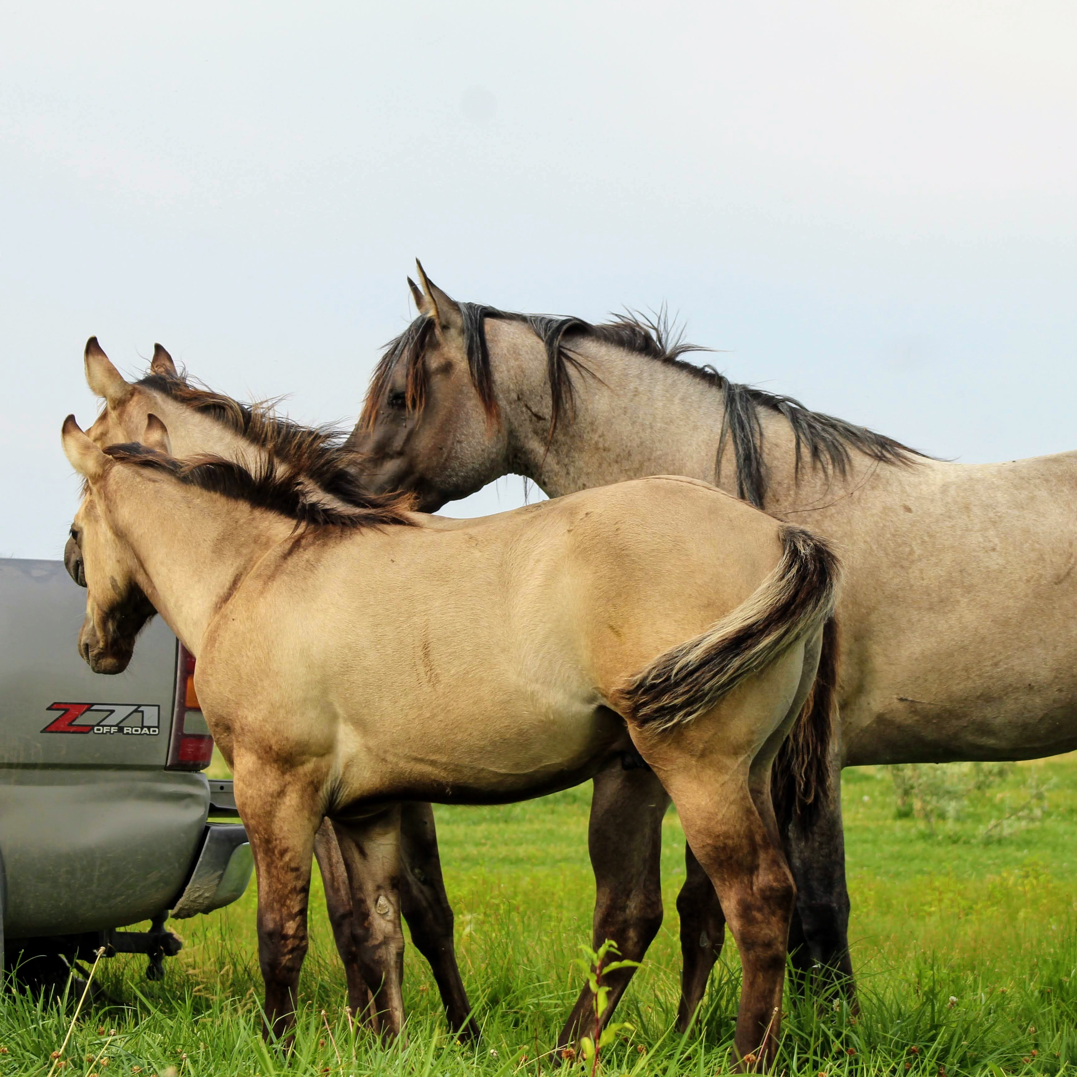 Sagebug with Shiney Bug and Java Aug 2020