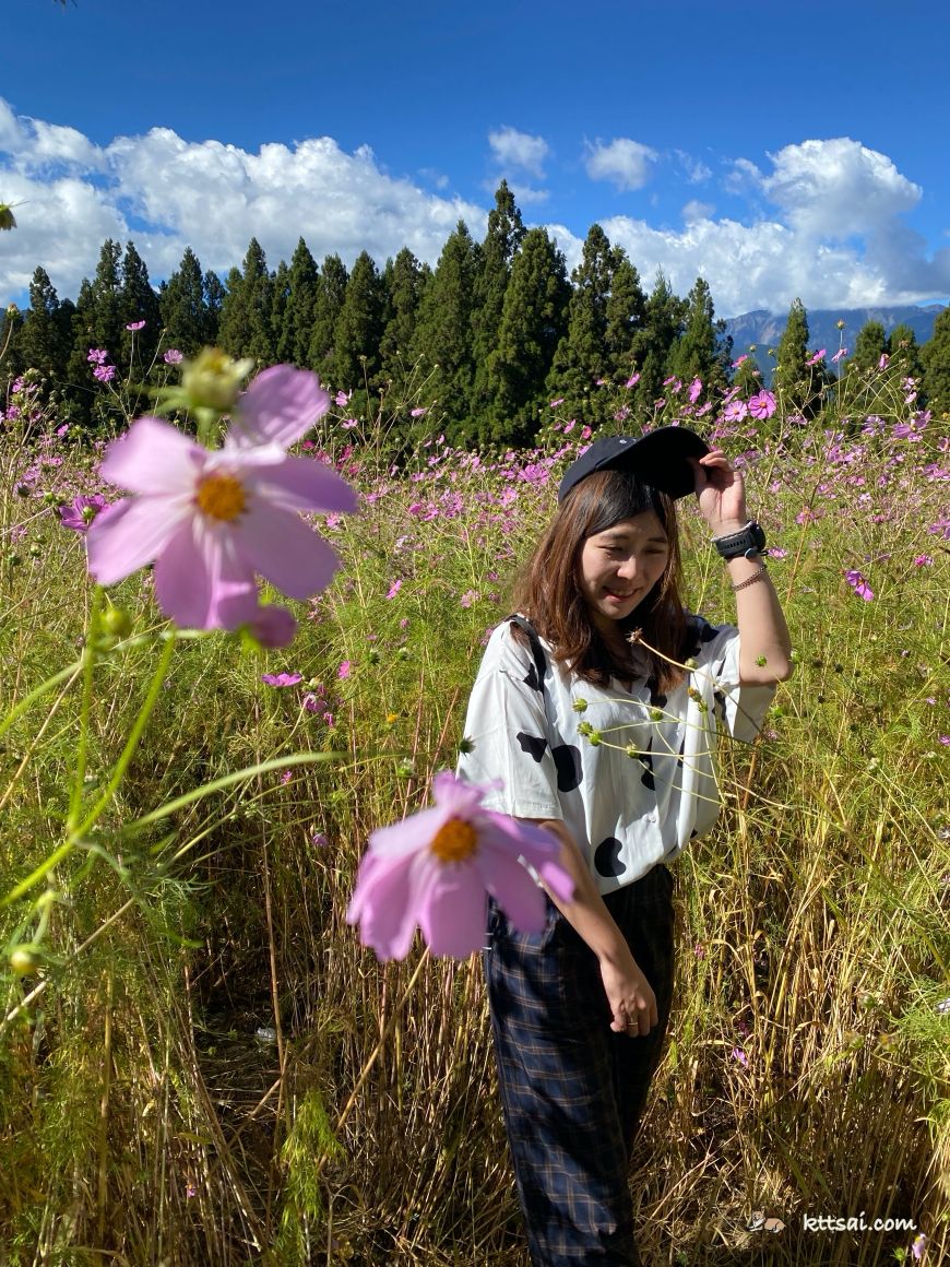 福壽山農場花海