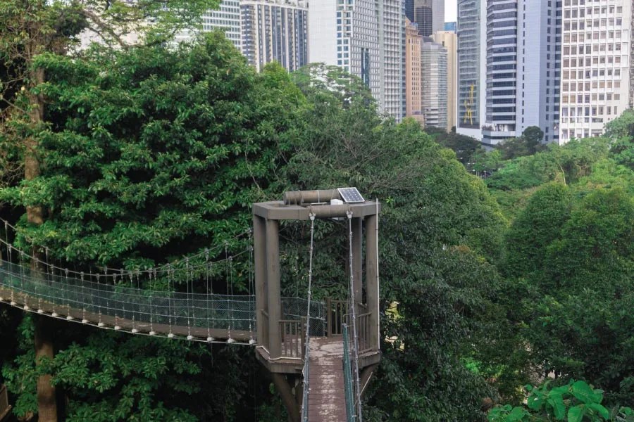 canopy walk in tropical forest with skyscrapers seen at the background