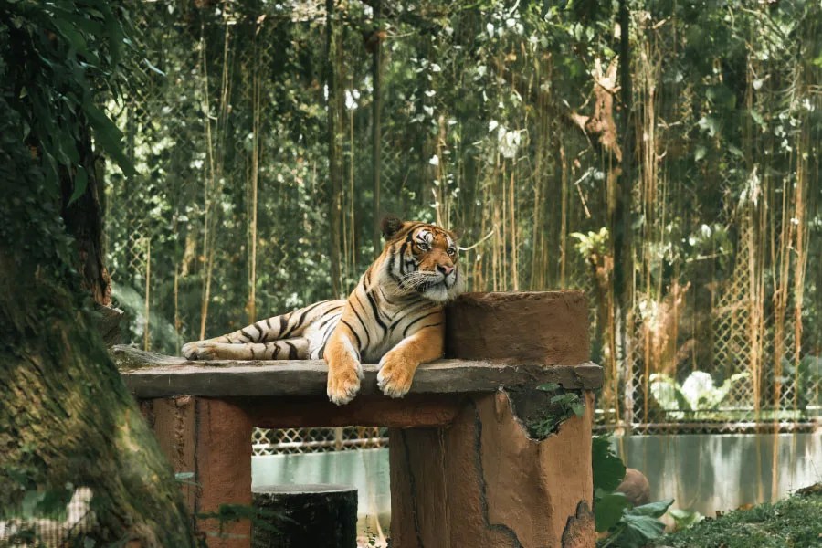 tiger resting surrounded on a man made platform