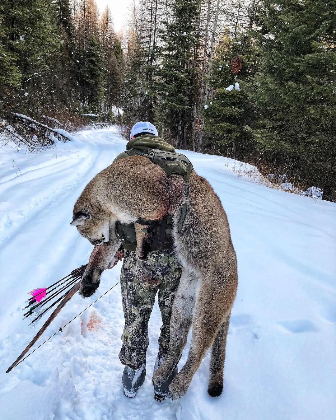 Cougar