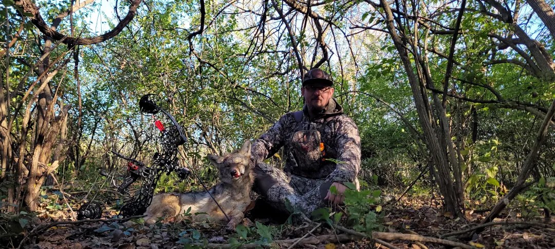 Coyote