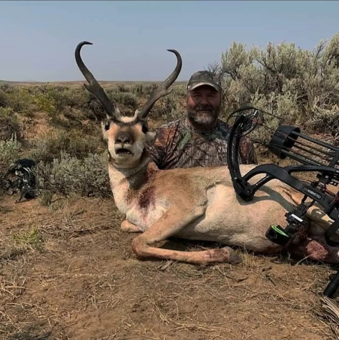Pronghorn